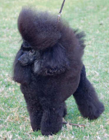 Champion best sale toy poodles